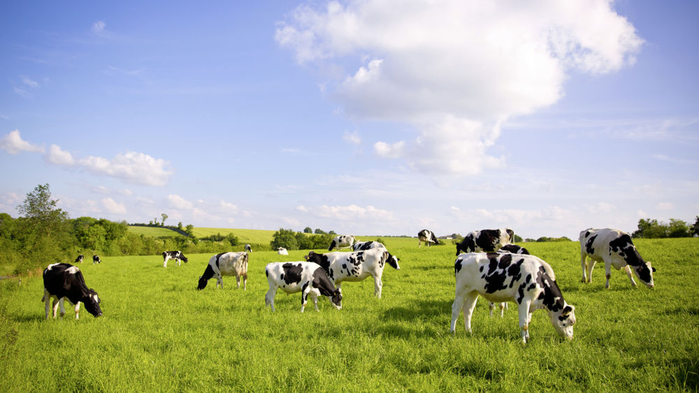 Troupeau de vaches laitières françaises